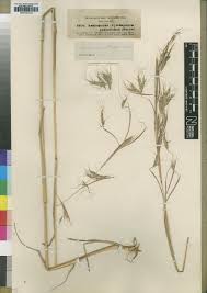 Image result for Hyparrhenia gazensis