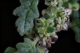 Image result for Dysphania pumilio