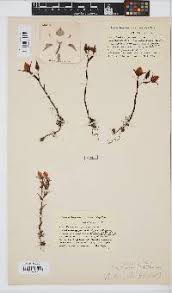 Image result for Disa saxicola