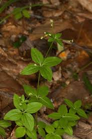 Image result for Galium