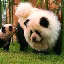 This Is A Fake Dog Panda Panda Dog Panda Chow Chow Cute Animals