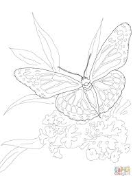 Part of this increase has been that once it absolutely was began, and adults began doing it, researchers were keen to comprehend whether monarch butterfly coloring pages page printable coloring18free. Brilliant Image Of Monarch Butterfly Coloring Page Davemelillo Com Butterfly Coloring Butterfly Coloring Page Butterfly Coloring Pages Free Printable
