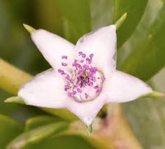 Image result for Sesuvium portulacastrum