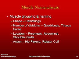 Chapter 2 Neuromuscular Fundamentals Ppt Download