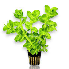 Image result for Eleocharis variegata