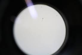 Image result for rayxar