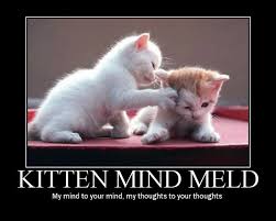 How Do You Keep A Cat Off The Table Ars Technica Openforum Star Trek Funny Funny Animals Geek Humor