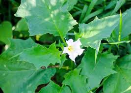 We did not find results for: Poisonous Weeds 10 That Might Be Growing In Your Backyard Bob Vila