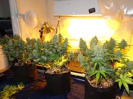 Check spelling or type a new query. 5 Reasons Hps Grow Lights Still Dominate Grow Weed Easy