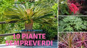 Pianta da siepi fiorite resistenti al freddo: Le Piante Sempreverdi Sono Piante Che Non Si Spogliano Mai Completamente Ce Ne Sono Per Tutti I Gusti Da Giardino Da B Sempreverde Piante Da Giardino Piante