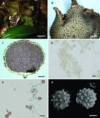 Image result for Scleroderma polyrhizon