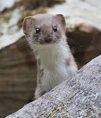 Das mauswiesel zeigt sich vor der wildkamera. Mauswiesel Wikipedia