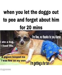 Im Fine No Thanks To You Karen Karen Memes Cat And Dog Memes Kittens Funny