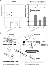 The the two major classifications are smooth muscle (sometimes called visceral muscle because of its this intercellular collagen network is hierarchical in arrangement, and it's diagrammed here. Nicotine Exposure Alters Human Vascular Smooth Muscle Cell Phenotype From A Contractile To A Synthetic Type Atherosclerosis