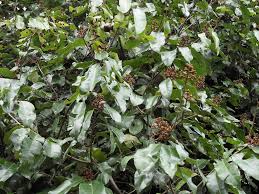 Image result for Landolphia owariensis