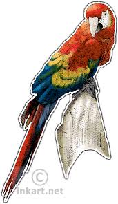 Scarlet Macaw Art Roger Hall Scientitic Illustration Also Does Outline Bw Version Macaw Art Macaw Illustration