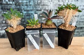 Image result for Euphorbia davyi