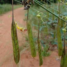 Image result for Crotalaria laburnifolia