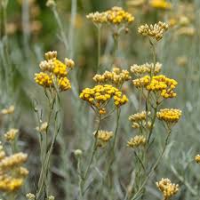 Image result for Helichrysum nitens