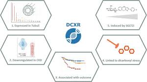 Well, your kidneys are workhorses that play a very important role in your body. Jci Insight Identification Of Dicarbonyl And L Xylulose Reductase As A Therapeutic Target In Human Chronic Kidney Disease