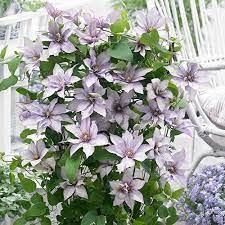 Check spelling or type a new query. Clematis Samaritan Jo Yougarden