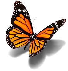 Realistic 3d Monarch Butterfly Tattoo Design Monarch Butterfly Tattoo 3d Butterfly Tattoo Butterfly Tattoo Designs