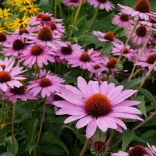 Image result for Echinacea purpurea `Magnus`