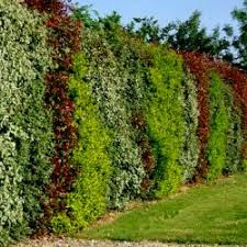 Les arbustes d'ornement , sont classés en deux catégories, les arbustes à fleurs et les arbustes persistants. Kit Haie Persistante Rustique Et Fleurie Vente En Ligne De Plants De Kit Haie Persistante Rustique Et Fleurie Pas Cher Leaderplant