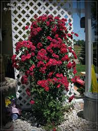 We have a climbing rose fit for any trellis or pergola, from baby pinks and dusky purples to cheerful yellows and rich reds. Training Roses On Structures How To Train A Climbing Rose Bush