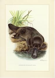 Platypus Duck Billed Platypus Vintage Lithograph From 1956 Etsy Animal Illustration Platypus Duck Billed Platypus