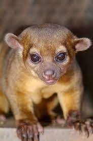 7 Intimidating Animals That Make Great Pets Unusual Animals Mammals Baby Animals