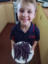 Harvest of Beans in Riverland Backyard