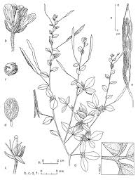 Image result for Cleome aculeata