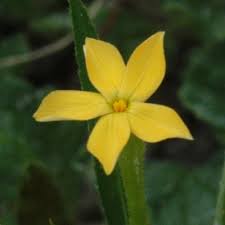 Image result for Tricliceras lanceolatum