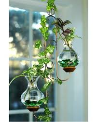 Dónde puedes poner las plantas de agua. Decoracion Con Plantas De Agua Coloca Estas Hojas De Esta Planta En Un Florero Con Agua Y Tendras Un Hermoso Arreglo Por Siempre Simplem Decoracion Plantas Plantas En Agua Plantas En