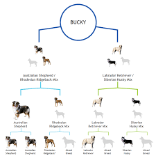 true rhodesian ridgeback weight chart marine corps physical