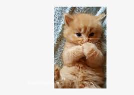 Favorite this post may 27 free kittens (mesa) pic hide this posting restore restore this posting. Cute Kitten For Sale Beautiful Cats Baby Png Image Transparent Png Free Download On Seekpng