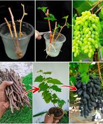 Image result for grapevine cuttings