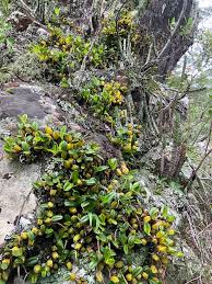 Image result for Bulbophyllum fuscum