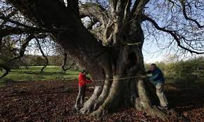 A 300 Year Old Horse Chestnut Tree Named Uk S Largest Trees And Forests The Guardian