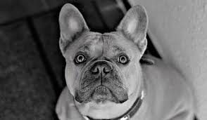 White Spot On Dog S Nose What Does It Mean Dog Leash Pro