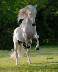 Decoroso Pre Andalusian Stallion Champion At Stud In 2020