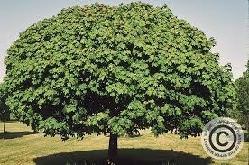 De deborah noorwegen esdoorn (acer platanoides) is een winterharde, bladverliezende boom die gele bloemen bloeit in het vroege voorjaar. Landscape Plants Of The Upper Midwest Plant Lists