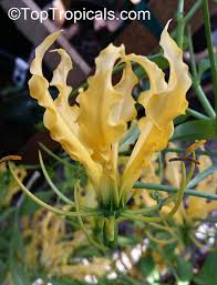 Image result for Gloriosa sessiliflora