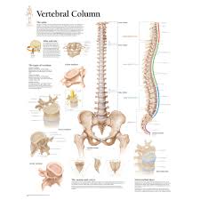 It keeps track of application data, perform validations on data and provide a mechanism. Diagram Of Human Bone Download Now Diagrams Human Backbone Anatomy Human Spine Diagram Bones Human Spine Anatomy Skeletal System Anatomy