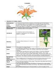 The stamen contains a filament and two anthers that release pollen, and the. Flowers Docx Flowers I Review Of Floral Parts Androecium Calyx Corolla Floral Envelope Gynoecium A Collective Term For The Stamens Or The Male Part Of Course Hero