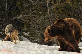Wolf Challenges Feeding Bear Bear Wolf Big Teddy Bear