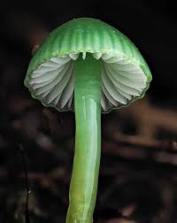 Image result for Ozoroa viridis