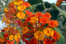 We did not find results for: Poisonous Plant Keep Away Your Pets Pets Gyan