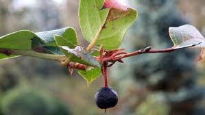 Image result for Indigofera fuscobarbata